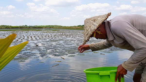 Nhân rộng các mô hình ứng phó với hạn mặn vùng Đồng bằng sông Cửu Long (08/02/2021)